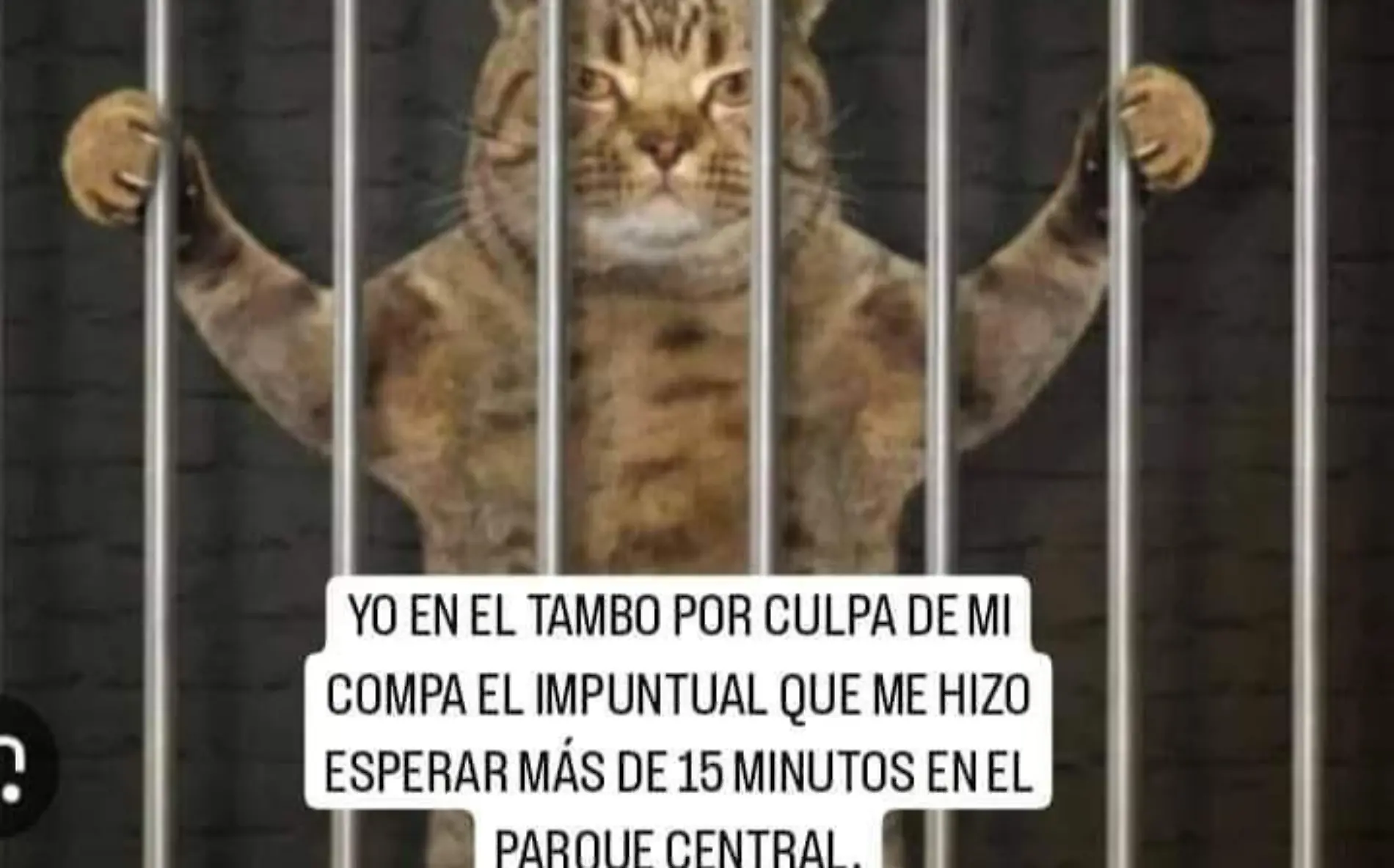 gato en cárcel